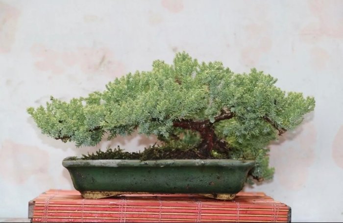 Enebærtræs bonsai (Juniperus) - Højde (Træ): 17 cm - Dybde (Træ): 40 cm - Japan