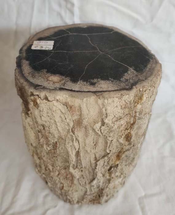 bois pétrifié - Bois fossilisé - Diptocarpus - 19 cm - 13 cm  (Sans Prix de Réserve)