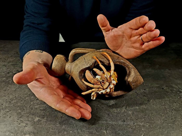 Crab pustnic în amforă - FĂRĂ REZERVĂ Taxidermie montură corp întreg - Pagurus sp. - 0 cm - 22 cm - 12 cm - Speciile Non-CITES