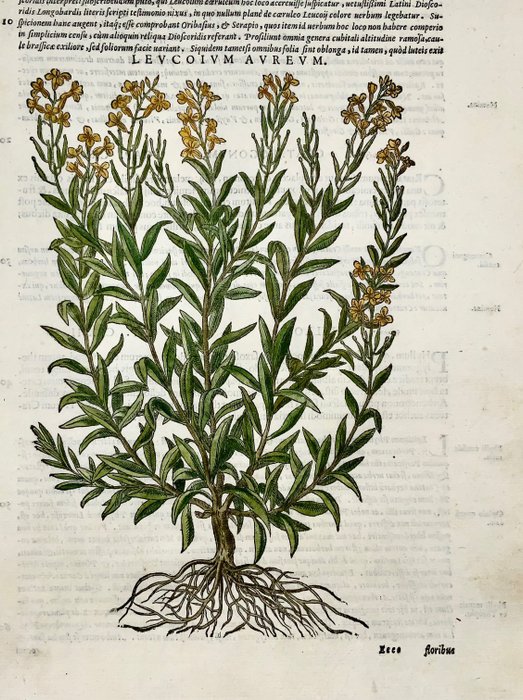 Giorgio Liberale; W. Meyerpeck - Folio, Woodcuts, Botany: Leucoium Aureum - 1565