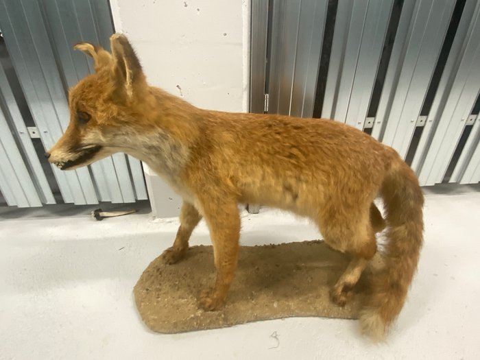 Very nice specimen of a stuffed fox Taxidermy full body mount - Vulpes vulpes - 44 cm - 11 cm - 53 cm