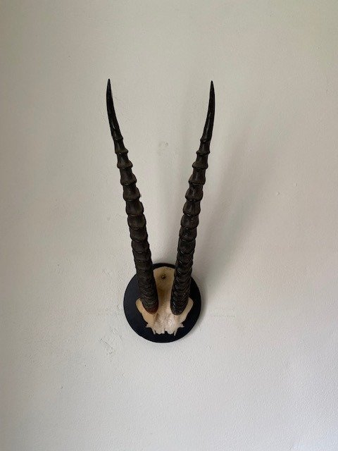Gazela de Thomson Crânio de mamífero - Eudorcas thomsonii - 35 cm - 12 mm - 22 cm- Espéciesnão-CITES