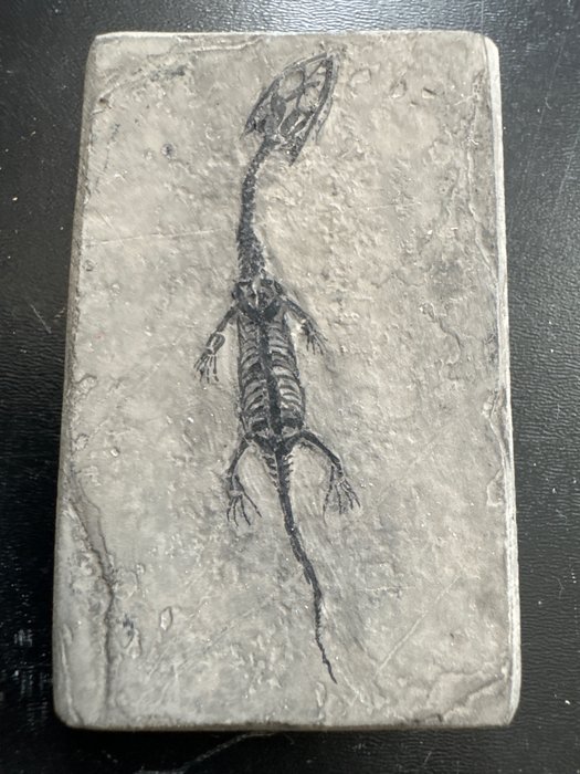 原始煤矸石上的幼年凱喬龍 (6.4x0.7x3.9cm) - 動物化石 - Keichousaurus - 6.4 cm - 0.7 cm  (沒有保留價)
