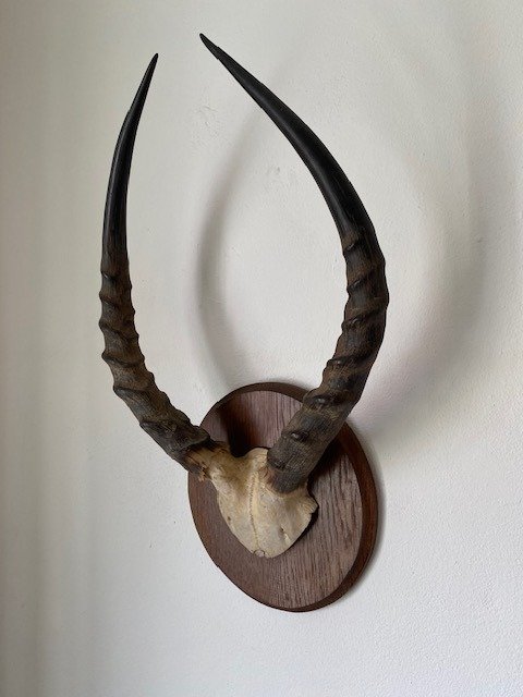 布冯的科布 哺乳动物颅骨 - Kobus kob - 75 cm - 48 cm - 48 cm- 非《濒危物种公约》物种