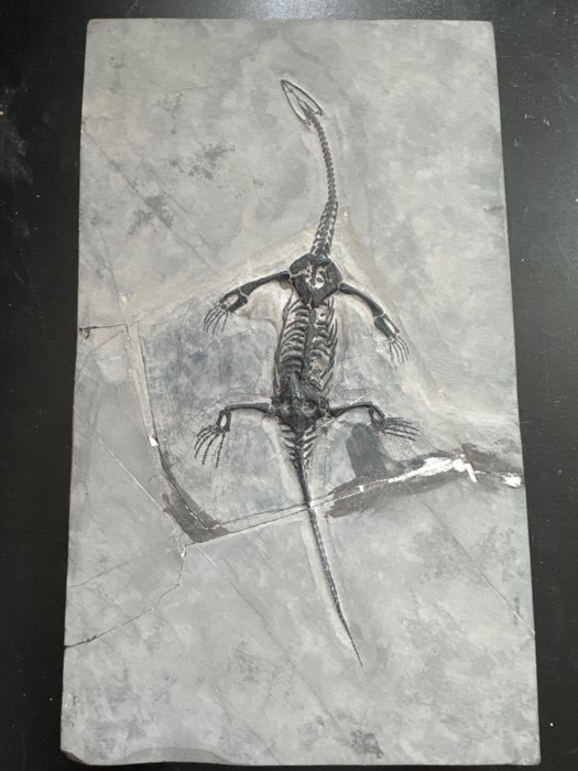 爬蟲類化石：Keichousaurus - 動物化石 - Keichousaurus - 30.5 cm - 18 cm  (沒有保留價)