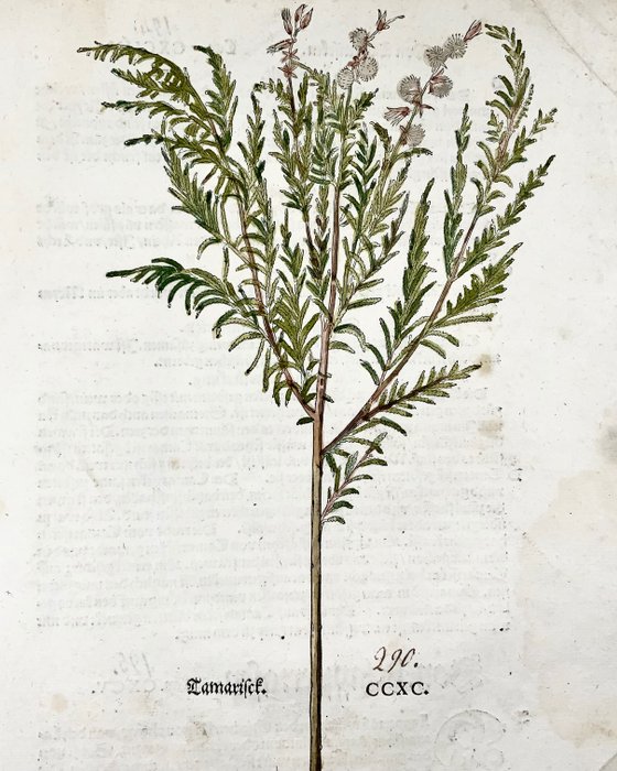 Leonhard Fuchs / Albrecht Meyer / Heinrich Füllmaurer - Large folio with large woodcut of a tamarack tree [ Tamarick ] - 1543