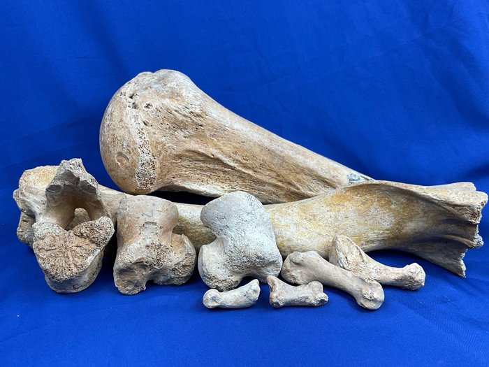 9 kiváló minőségű barlangi medve csont - Fosszilis fog - Ursus spelaeus - 32 cm - 10 cm  (Nincs minimálár)