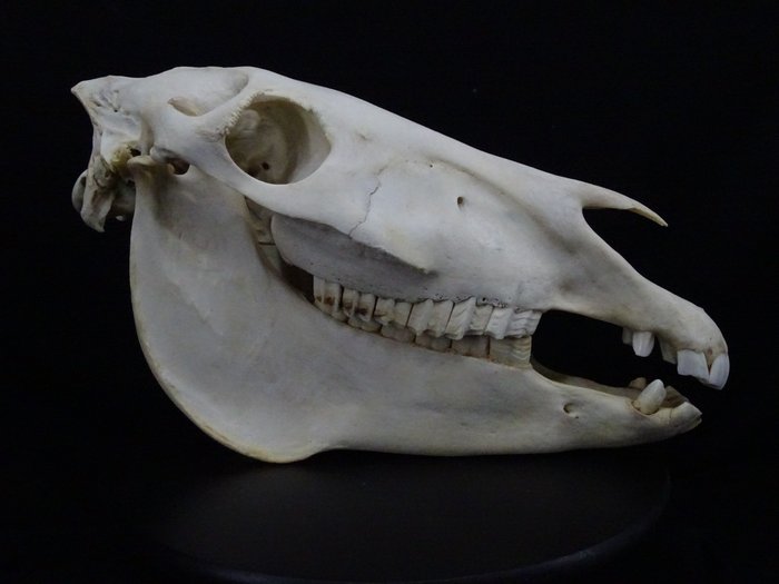 平原斑馬 頭骨 - Equus quagga - 27 cm - 44 cm - 19 cm- 非《瀕臨絕種野生動植物國際貿易公約》物種