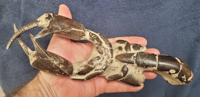 Langosta - Animal fosilizado - Thalassina emerii