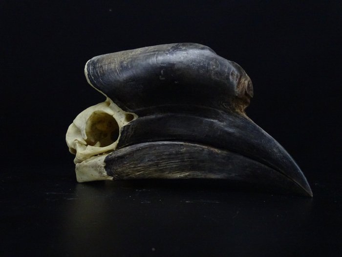 黑甲犀鳥 頭骨 - Ceratogymna atrata - 0 cm - 0 cm - 18 cm- 非《瀕臨絕種野生動植物國際貿易公約》物種