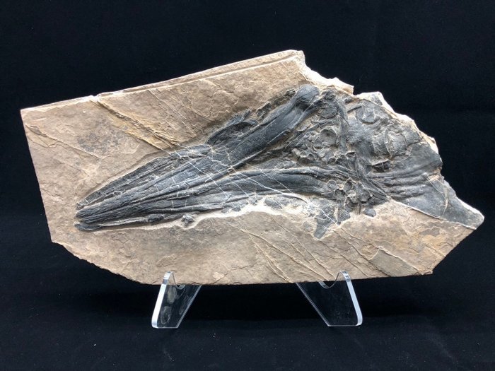 化石 - Fossil matrix - Mixosaurus - 39 cm - 20 cm  (沒有保留價)