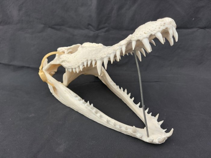 暹羅鱷魚 頭骨 - Crocodylus siamensis (with CITES Tag) - 13 cm - 11 cm - 30 cm- CITES 附件1 - 歐盟內附件A