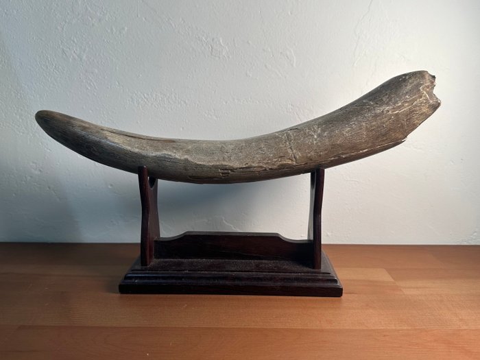 真猛瑪象 - 化石象牙 - Mammuthus primigenius - 36 cm - 5.5 cm