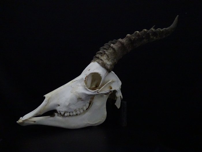 南非大羚羊 颅骨 - Damaliscus pygargus phillipsi - 0 cm - 0 cm - 0 cm- non-CITES species