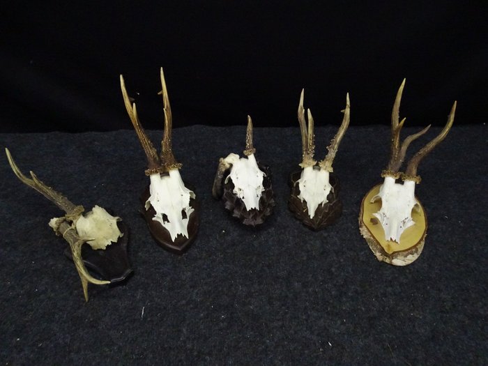 Collection of Abnormal Roebuck Skulls Skull - Capreolus capreolus - 0 cm - 0 cm - 0 cm- non-CITES species -  (5)