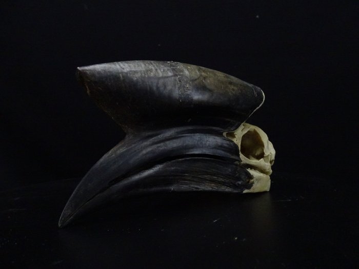 黑甲犀鳥 頭骨 - Ceratogymna atrata - 0 cm - 0 cm - 18 cm- 非《瀕臨絕種野生動植物國際貿易公約》物種