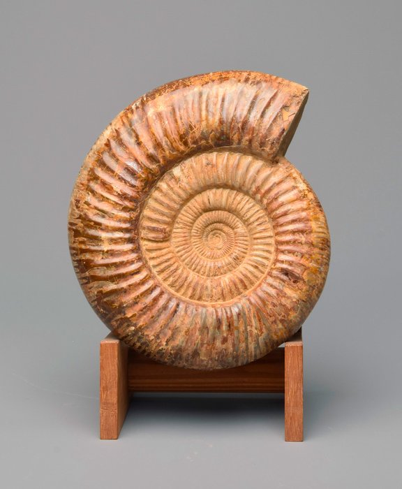 Ammonit - Forstenet dyr - Perisphinctes sp. - 23 cm