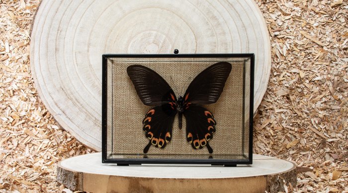 蝴蝶 动物标本剥制全身支架 - Papilio diephobus - 13 cm - 18 cm - 6 cm - 非《濒危物种公约》物种