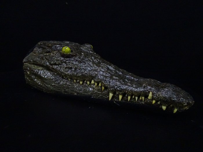 Crocodile du Nil avec peau Crâne de reptile - Crocodylus niloticus (with Import Ref.) - 0 cm - 0 cm - 22 cm- CITES Annexe II - Annexe B dans l'UE