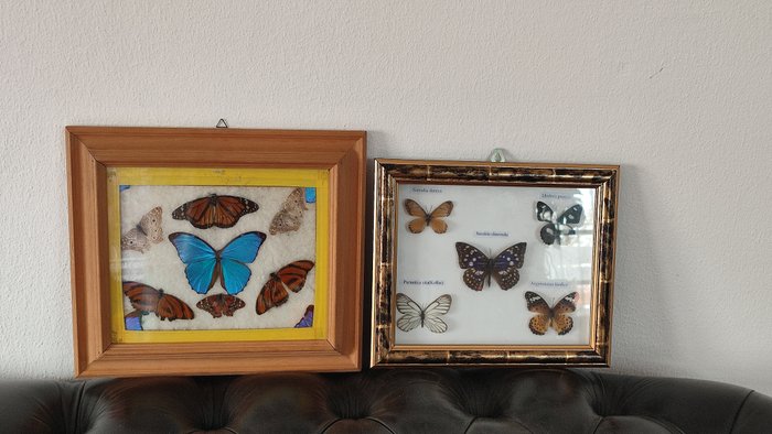 Fluture Taxidermie montură corp întreg - Morpho Blu Menelaus, Dryadula Phaetusa, Anartia Jatrophae, Anarthia Amathea, Danaus - 25 cm - 30 cm - 3 cm - Speciile Non-CITES - 2