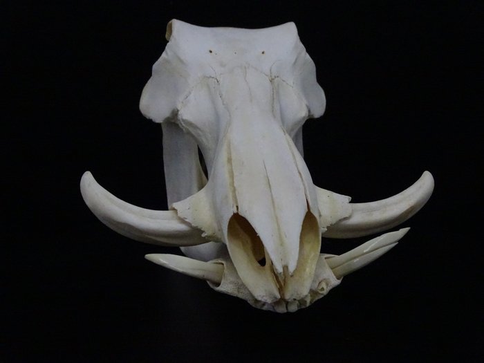 非洲疣豬 頭骨 - Phacochoerus africanus - 19 cm - 30 cm - 19 cm- non-CITES species