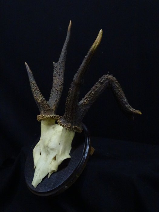 梅花鹿 带鹿角的颅骨 - Cervus nippon - 21 cm - 50 mm - 31 cm- non-CITES species -  (1)