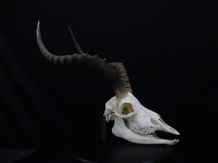 大型非洲黑斑羚头骨 颅骨 - Aepyceros melampus - 48 cm - 51 cm - 35 cm- non-CITES species