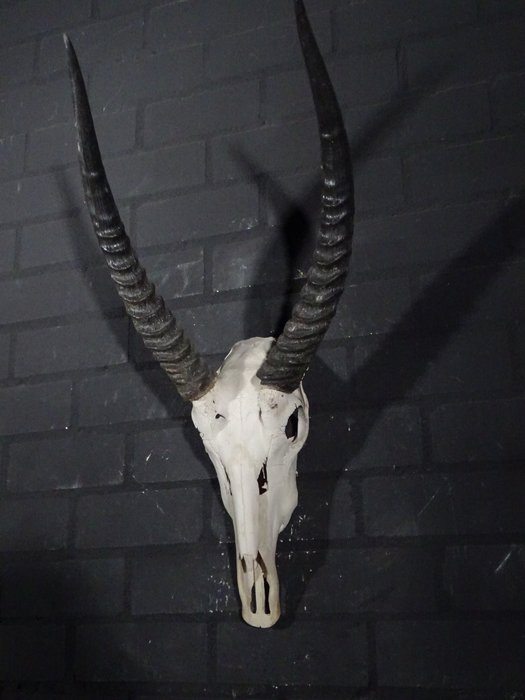 羚羊 頭骨 - Kobus ellipsiprymnus defassa - 40 cm - 70 cm - 36 cm- non-CITES species