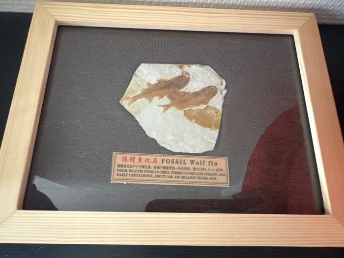 狼翅目魚類化石 - 動物化石 - 23 cm - 17.9 cm  (沒有保留價)