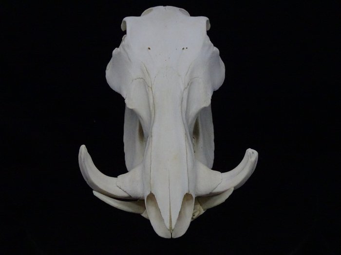非洲疣猪 颅骨 - Phacochoerus africanus - 20 cm - 30 cm - 18 cm- non-CITES species