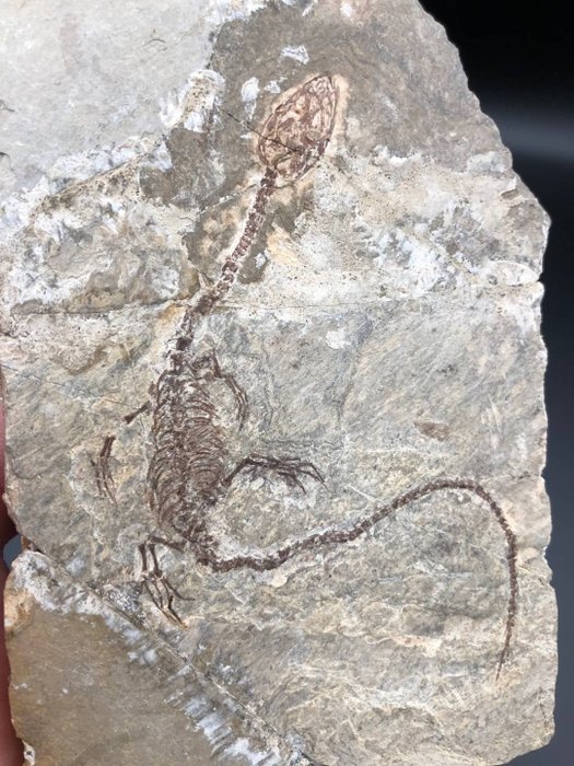 Fossil matris - Hyphalosaurus sp. - 11 cm - 8 cm  (Utan reservationspris)
