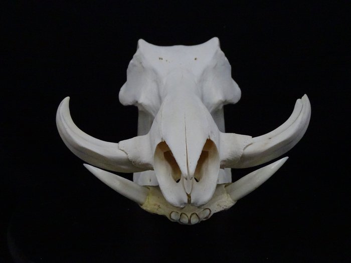 非洲疣豬 頭骨 - Phacochoerus africanus - 20 cm - 31 cm - 20 cm- non-CITES species