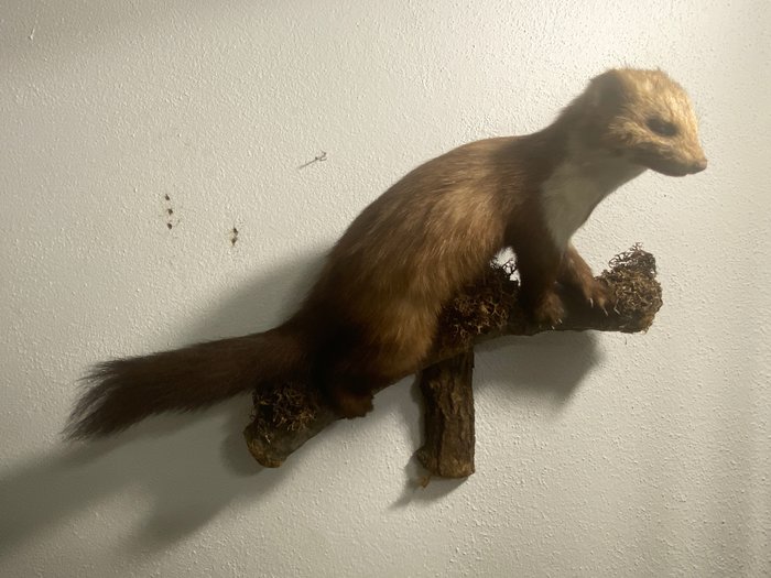 Beautiful young stone marten climbing on tree branch Taxidermy full body mount - Martes Fiona - 44 cm - 8 cm - 26 cm