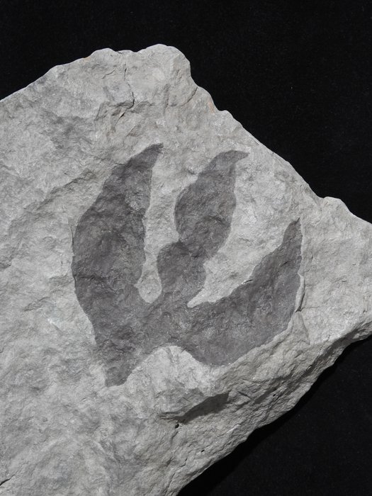 dinosaur footprint - Fossil-Matrix - grallator