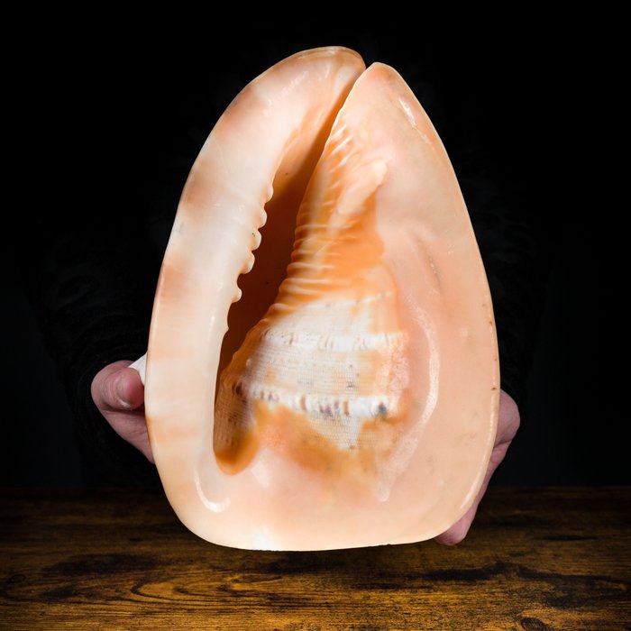 有角頭盔 - 特大號 - 頂級品質貝殼 貝殼 - Cassis cornuta - 280 x 220 x 205 mm