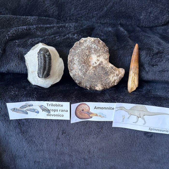 Σπινόσαυρος/τριλοβίτης/μαμμίτες - Απολιθωμένο δόντι - Spinosaurus aegyptiacus/trilobite /mammitis - 110 mm  (χωρίς τιμή ασφαλείας)