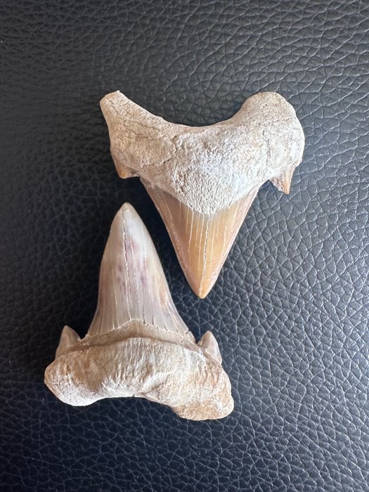 大鲨鱼牙 Otodus - 牙齿化石 - otodusObliqus - 47 mm - 40 mm  (没有保留价)
