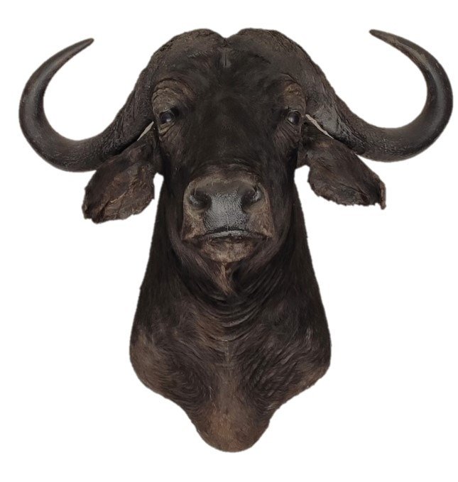 Búfalo del Cabo grande Preparación taxidérmica de cabeza - Syncerus caffer) - 103 cm - 105 cm - 98 cm - Especie no CITES