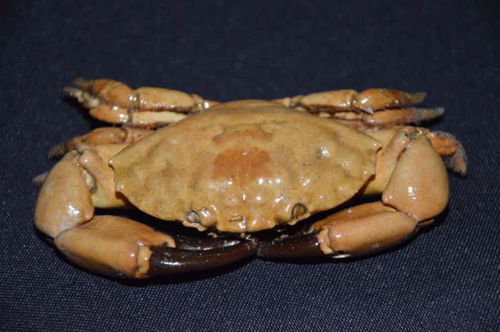 Montagu's Crab - Taxidermy full body mount - Xantho hydrophilus - 30 mm - 60 mm - 105 mm - Non-CITES species