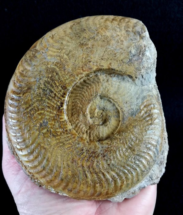 斑彩螺 - 动物化石 - Harpoceras serpentinum (Sowerby, 1813) - 12.1 cm - 10.2 cm  (没有保留价)