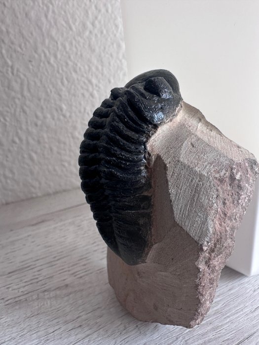 Trilobit - Fossil matris - Gran trilobite en matriz - 80 mm  (Utan reservationspris)