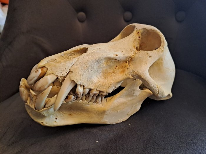 Chacma, alias Cape Baboon Crâne - Papio ursinus - 10 cm - 20 cm - 12 cm- CITES Annexe II - Annexe B dans l'UE -  (1)