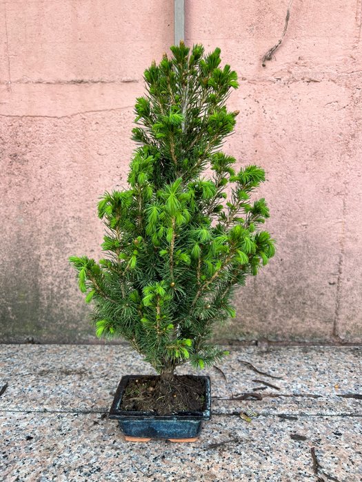 Spar bonsai (Picea) - Hoogte (boom): 43 cm - Diepte (boom): 23 cm - Japan