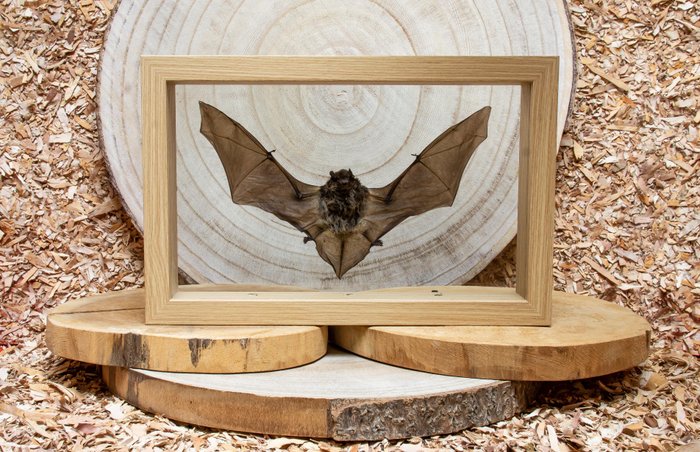彩繪 Vesper 蝙蝠 - 裱框 標本全身支架 - Pipistrellus javanicus - 16.5 cm - 25 cm - 4 cm - 非《瀕臨絕種野生動植物國際貿易公約》物種