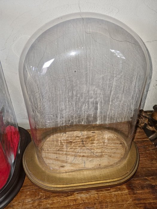 地球 - 1951-1960 - 大型橢圓形玻璃鐘罩，狀況良好，寬 26 厘米，深 13.5 厘米，高 35 厘米。
