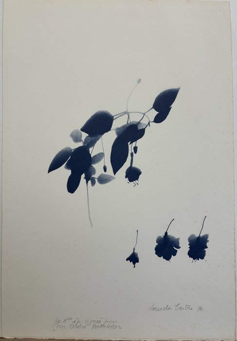Lourdes Castro (1930-2022) - L'ombre d'une fleur de Madère pour le jardin du Maroc; Ombre de fleurs