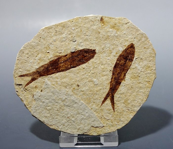 Due pesci fossili di Knightia dalla formazione del Green River - Matrice fossile  (Senza Prezzo di Riserva)