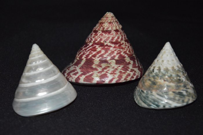 Sea Snail Sea shell - M-419 TROCHUS NILOTICUS/TECTUS PYRAMIS  (No Reserve Price)