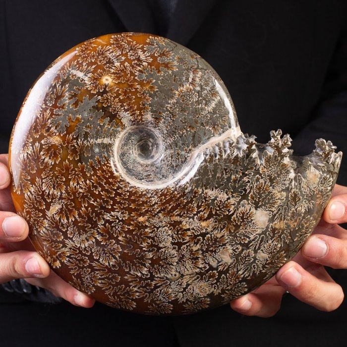 Aragonite et Calcite Belle ammonite polie - Hauteur : 200 mm - Largeur : 180 mm- 1512 g