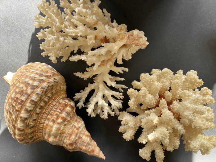 珊瑚、蠑螈 貝殼 - Beau lot de coquillages et coraux  (沒有保留價)